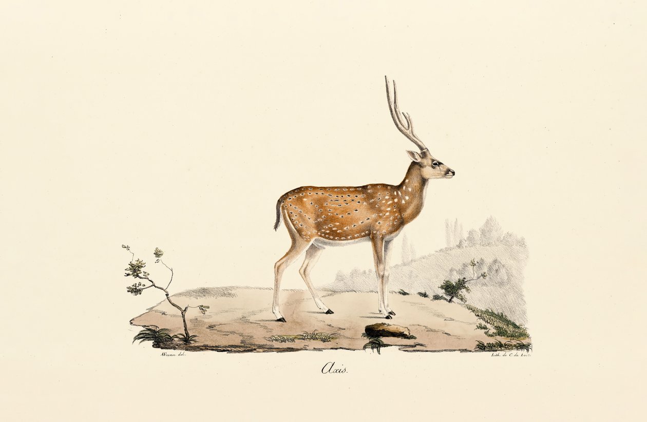 Veados do Eixo de Jacques Christophe Werner