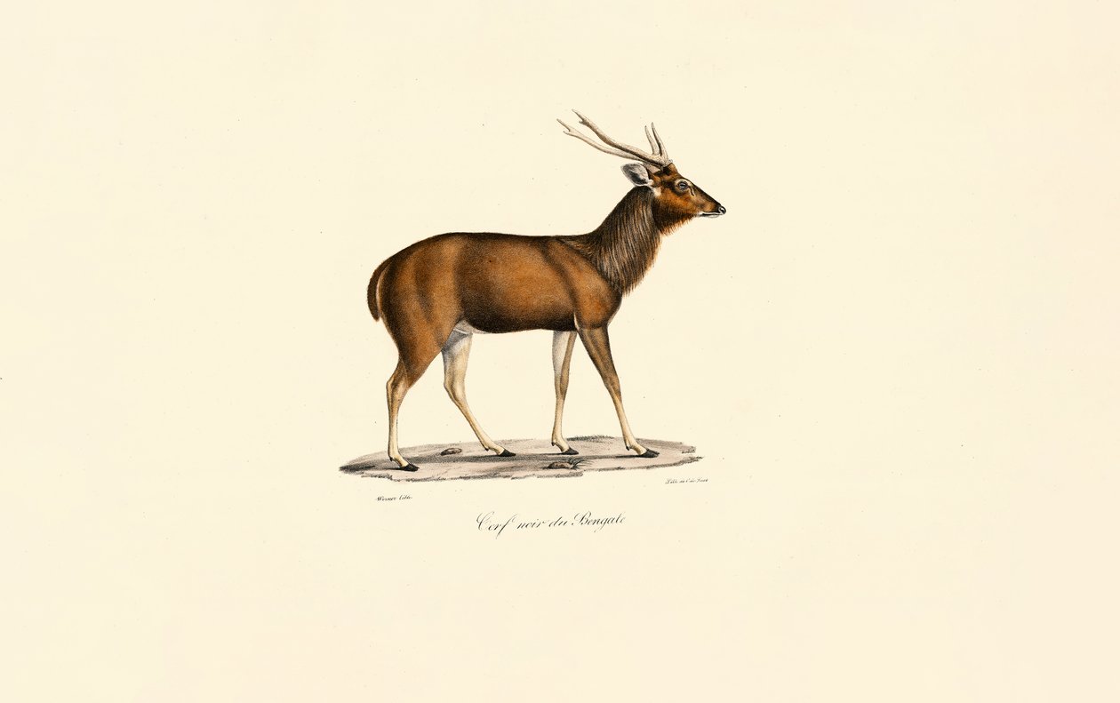 Cervo de Bengala Axis de Jacques Christophe Werner