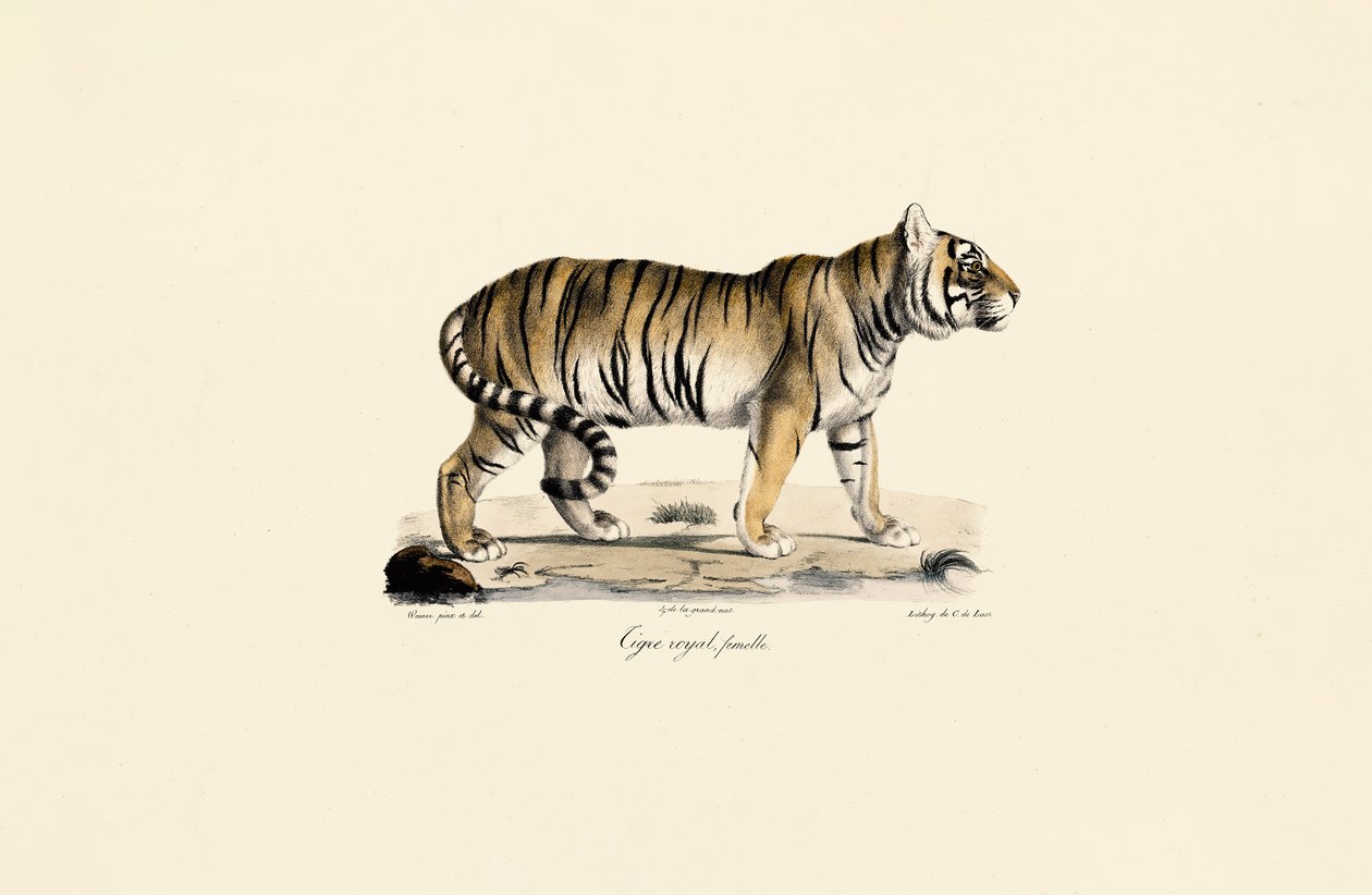 Tigre de Bengala (fêmea) em vista lateral de Jacques Christophe Werner