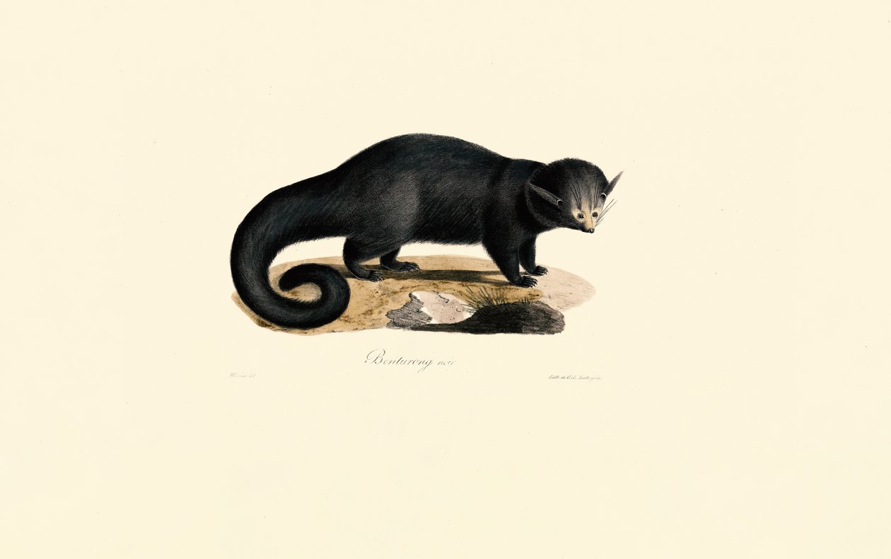 Binturong (Arctictis binturong) de Jacques Christophe Werner