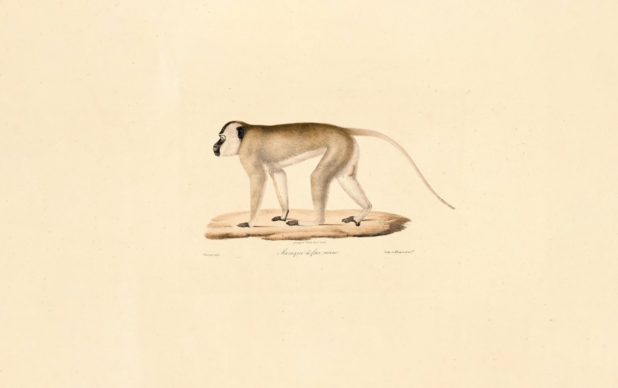 Macaque de cara preta de Jacques Christophe Werner