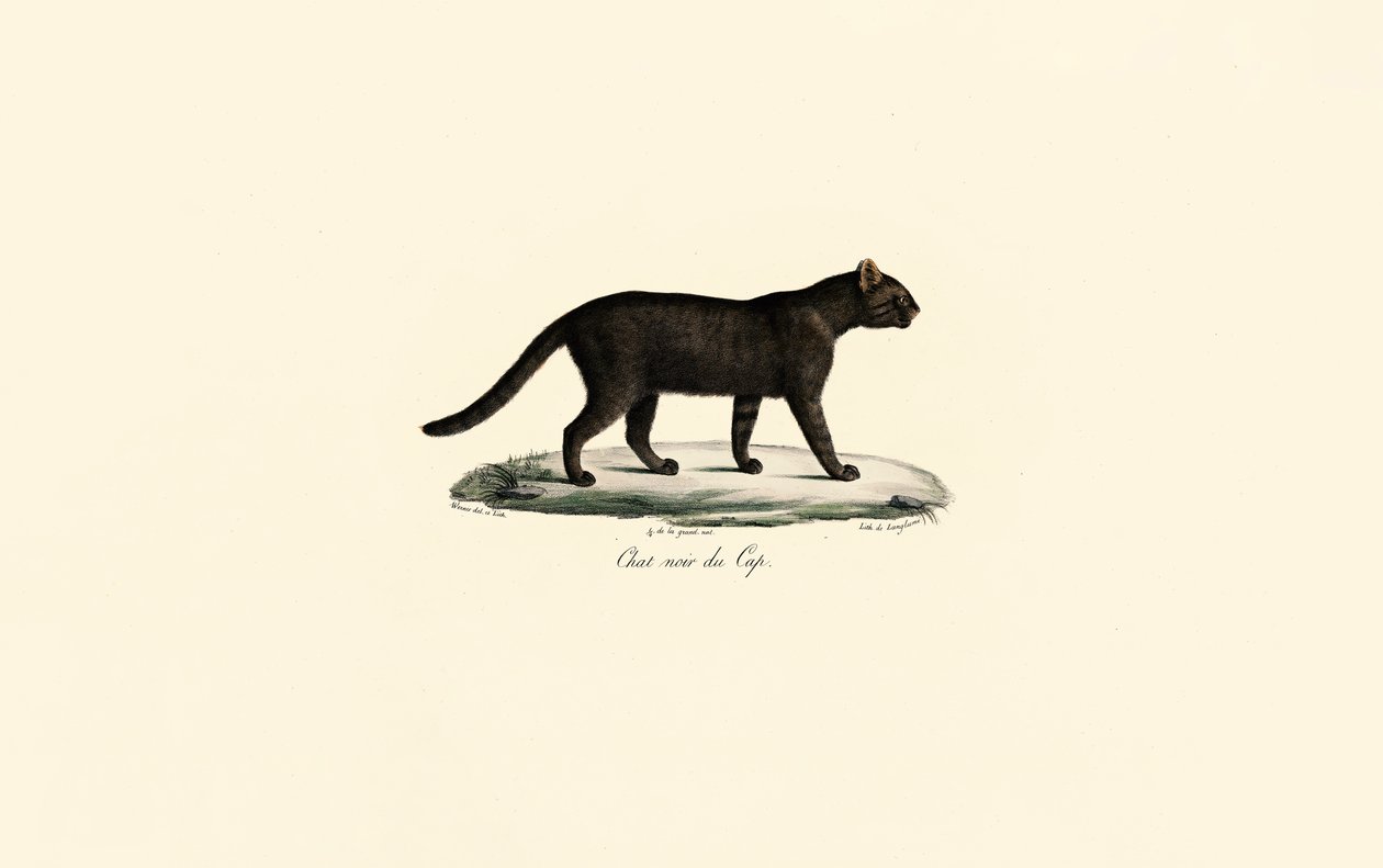 Gato de patas pretas de Jacques Christophe Werner