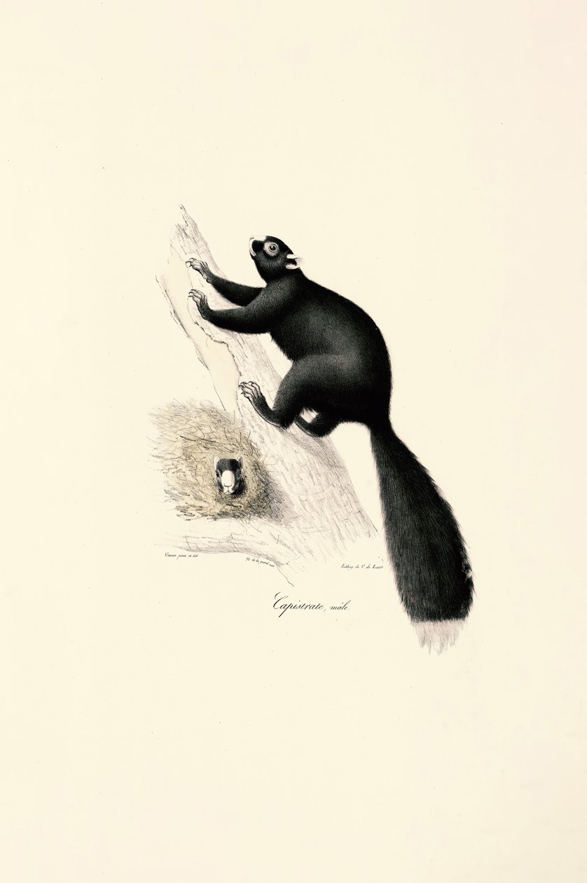 Macaco-prego (macho) de Jacques Christophe Werner