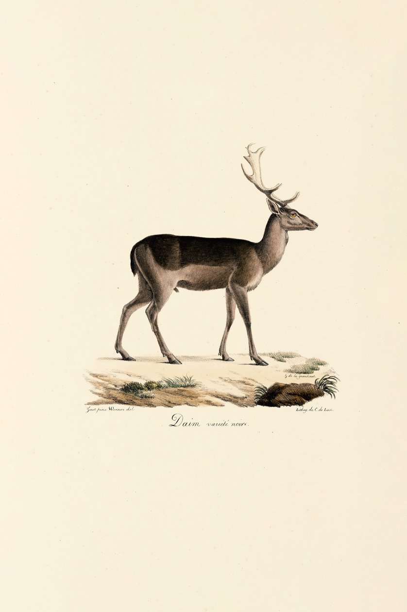 Variante de gamo preto de Jacques Christophe Werner