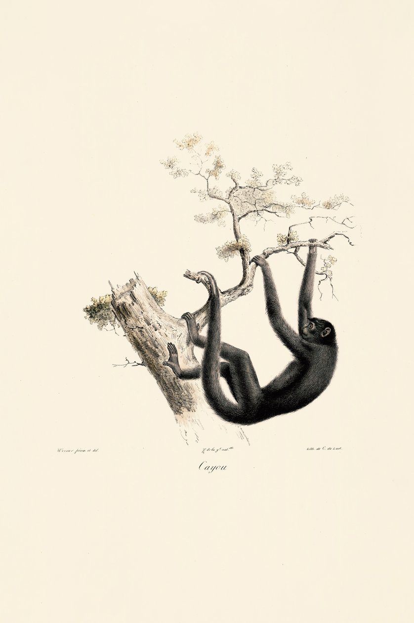 Macaco uivador preto de Jacques Christophe Werner