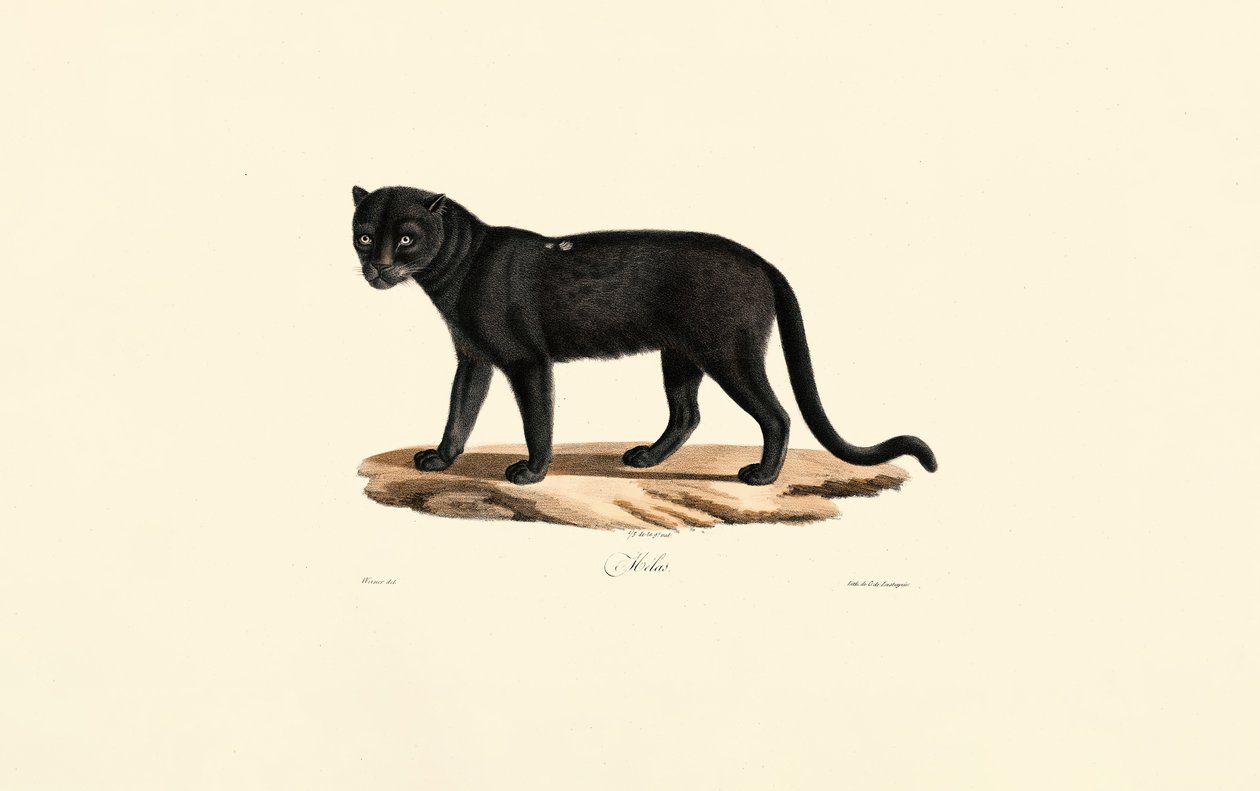 Onça-preta (Panthera onca) de Jacques Christophe Werner