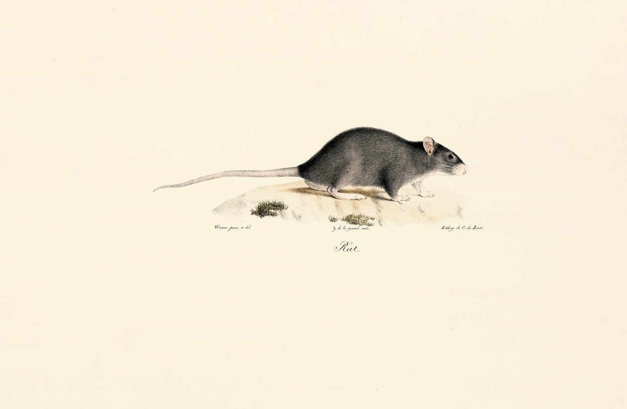 Rato preto de Jacques Christophe Werner