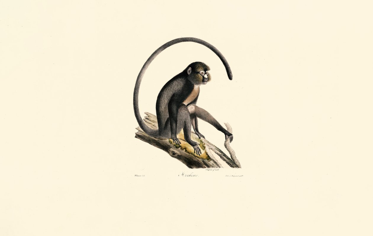 Macaco aranha preto (Ateles) de Jacques Christophe Werner