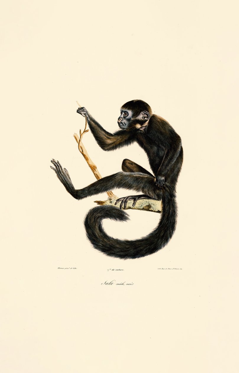 Macaco aranha preto (macho) de Jacques Christophe Werner