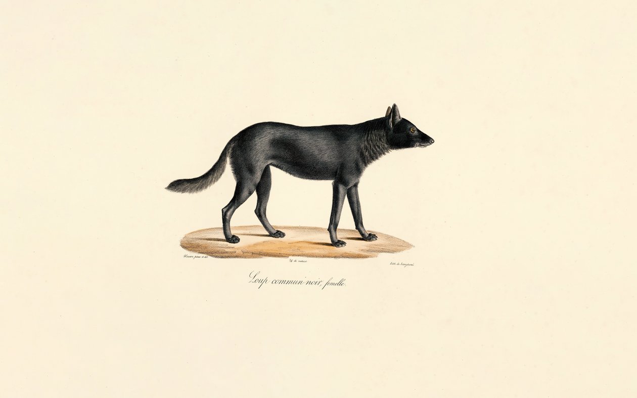 Lobo preto Fêmea de Jacques Christophe Werner