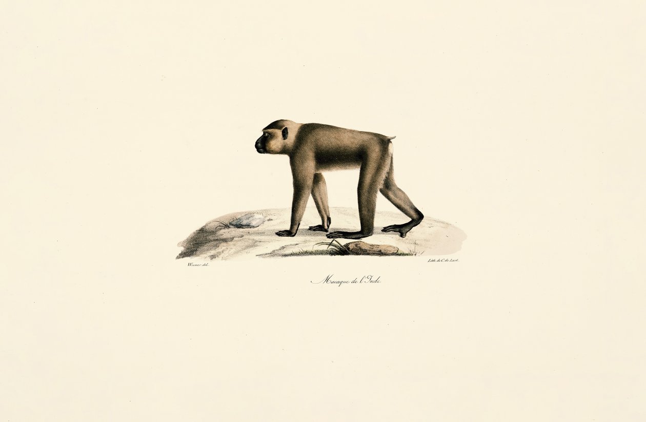 Chapéu de macaco de Jacques Christophe Werner