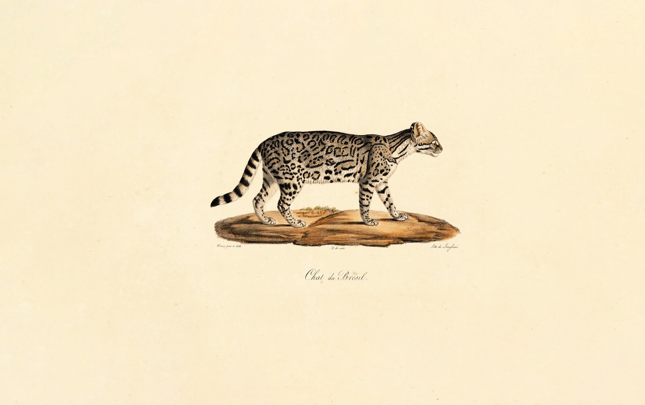 Gato tigre brasileiro de Jacques Christophe Werner