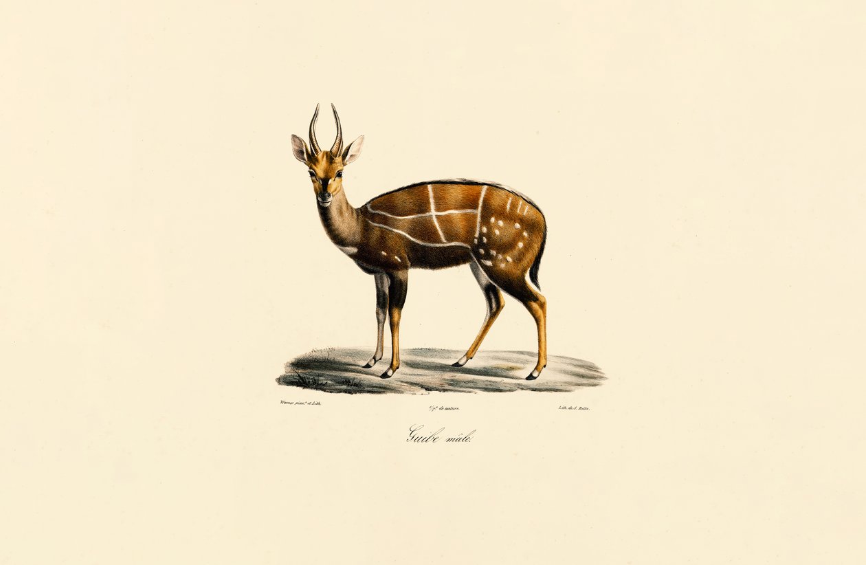 Bushbuck (macho) de Jacques Christophe Werner