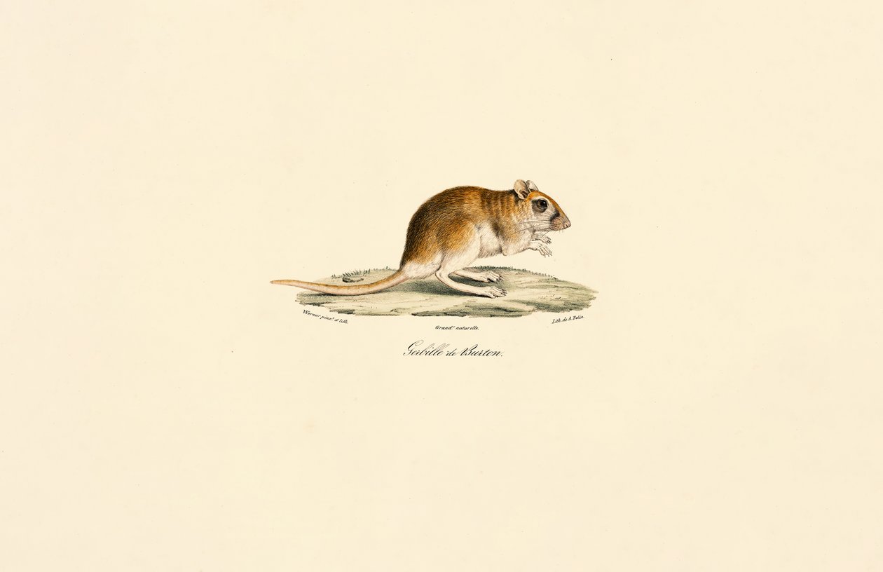 Pássaro de cauda espessa de Jacques Christophe Werner