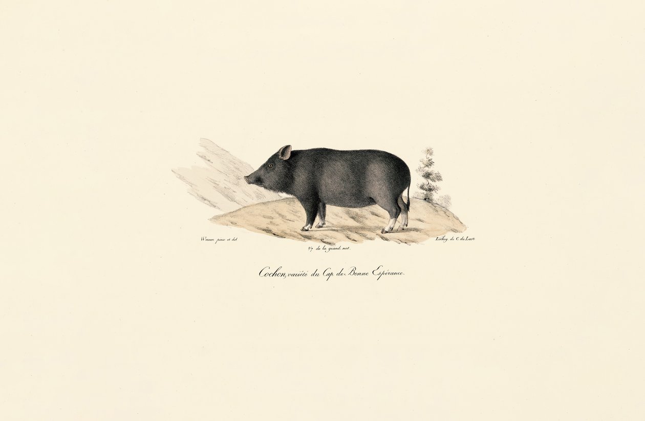 Javali do Cabo de Jacques Christophe Werner