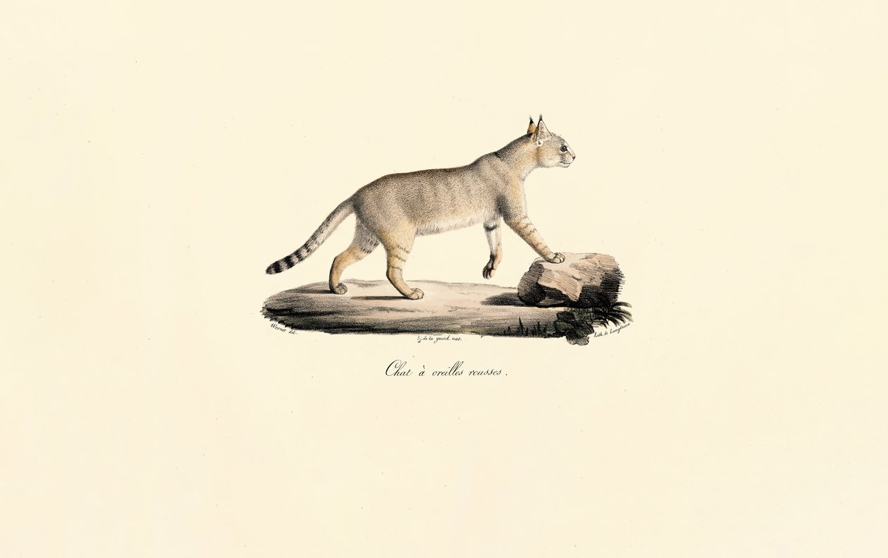 Caracal de Jacques Christophe Werner