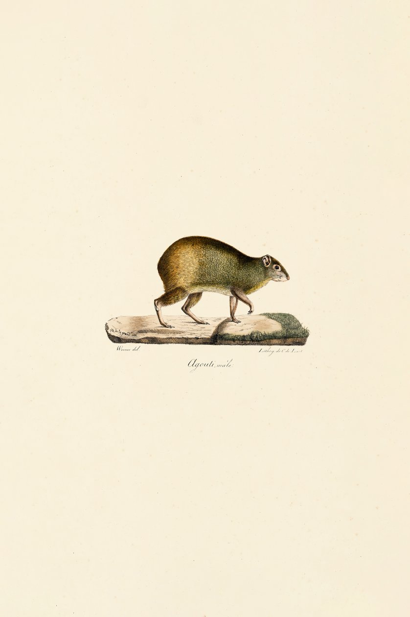 Agouti da América Central (Macho) de Jacques Christophe Werner