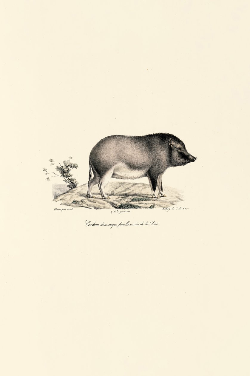 Porco doméstico chinês de Jacques Christophe Werner