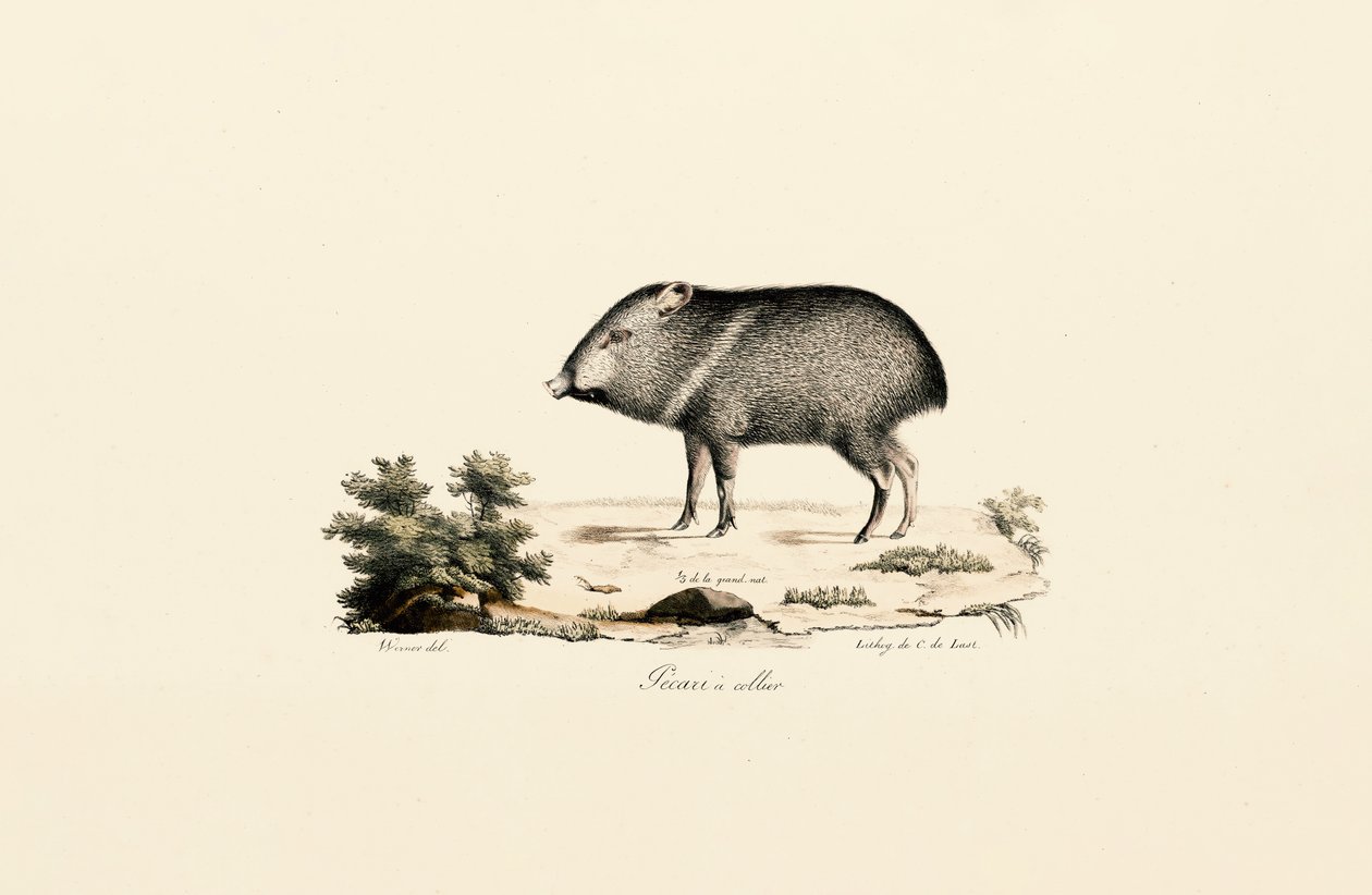 Pecari de coleira de Jacques Christophe Werner