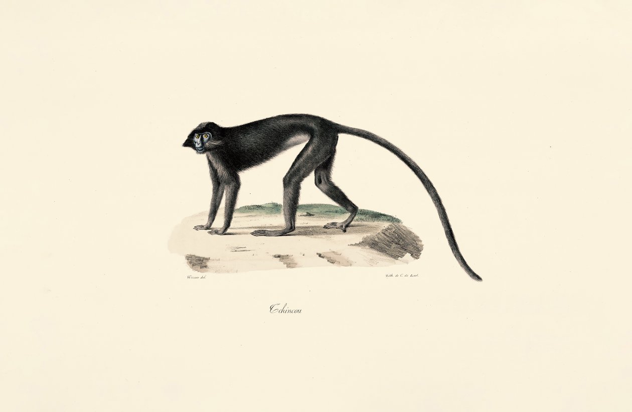 Macaco Colobus (Colobus guereza) de Jacques Christophe Werner