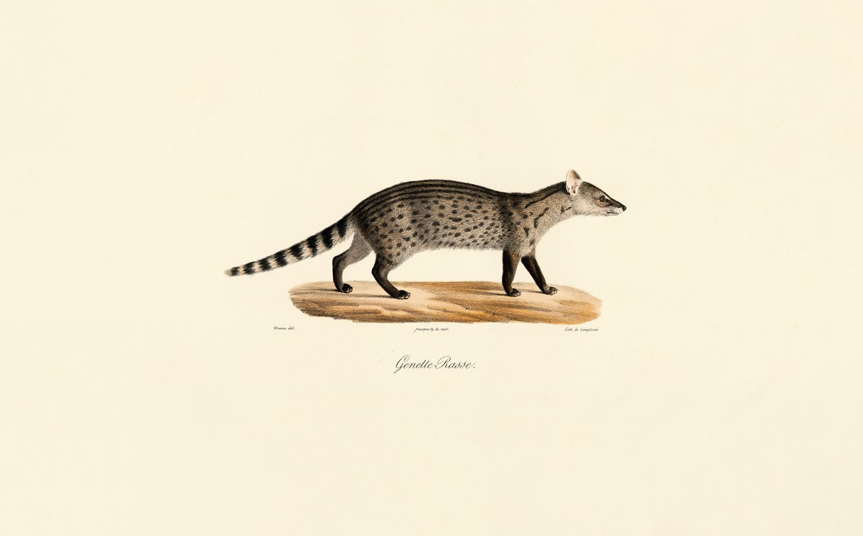Genética comum de Jacques Christophe Werner