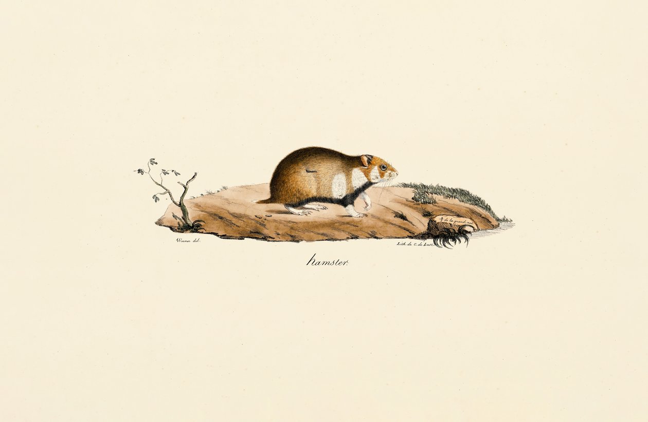 Hamster comum de Jacques Christophe Werner