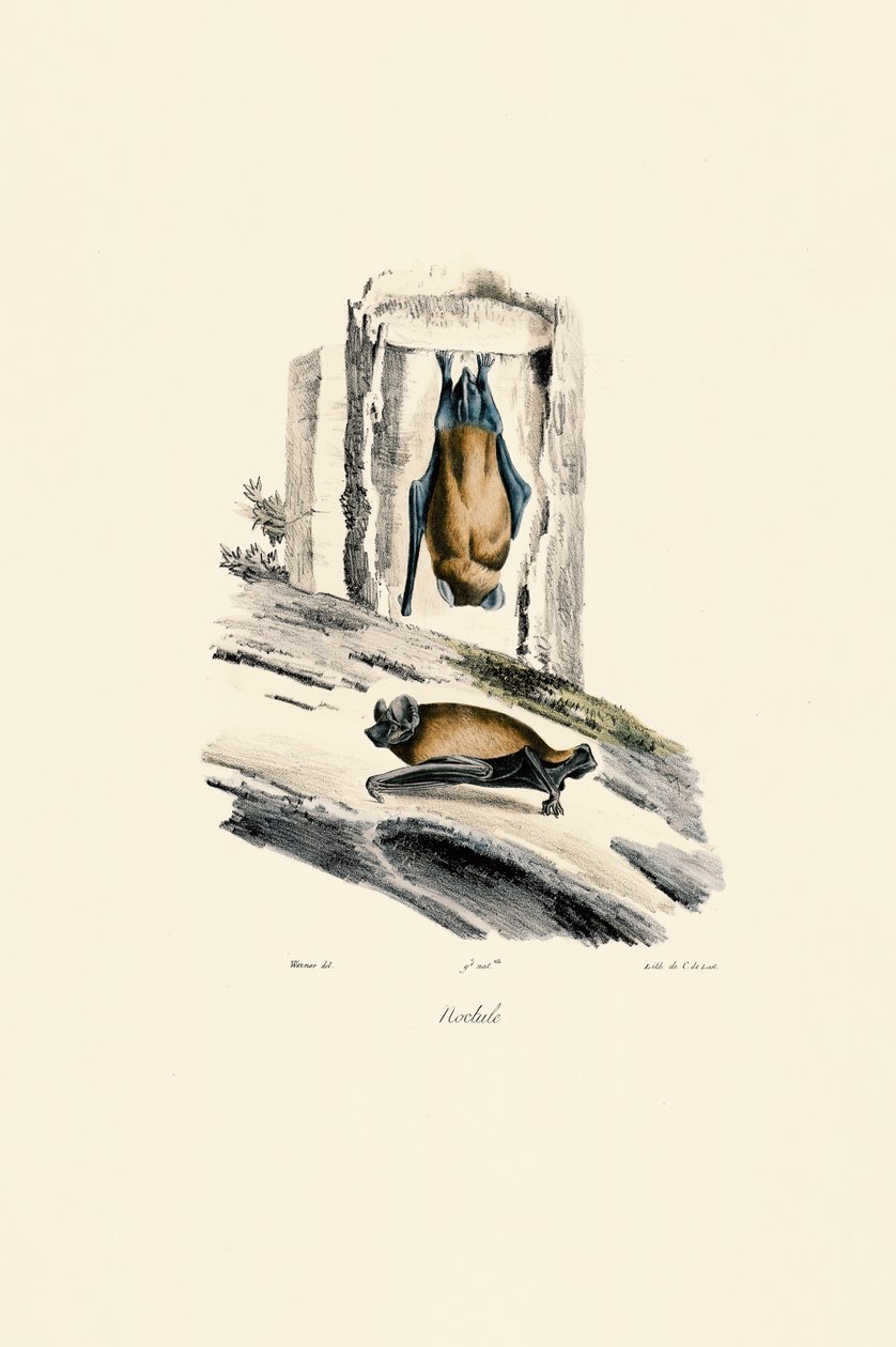 Nóctule comum de Jacques Christophe Werner