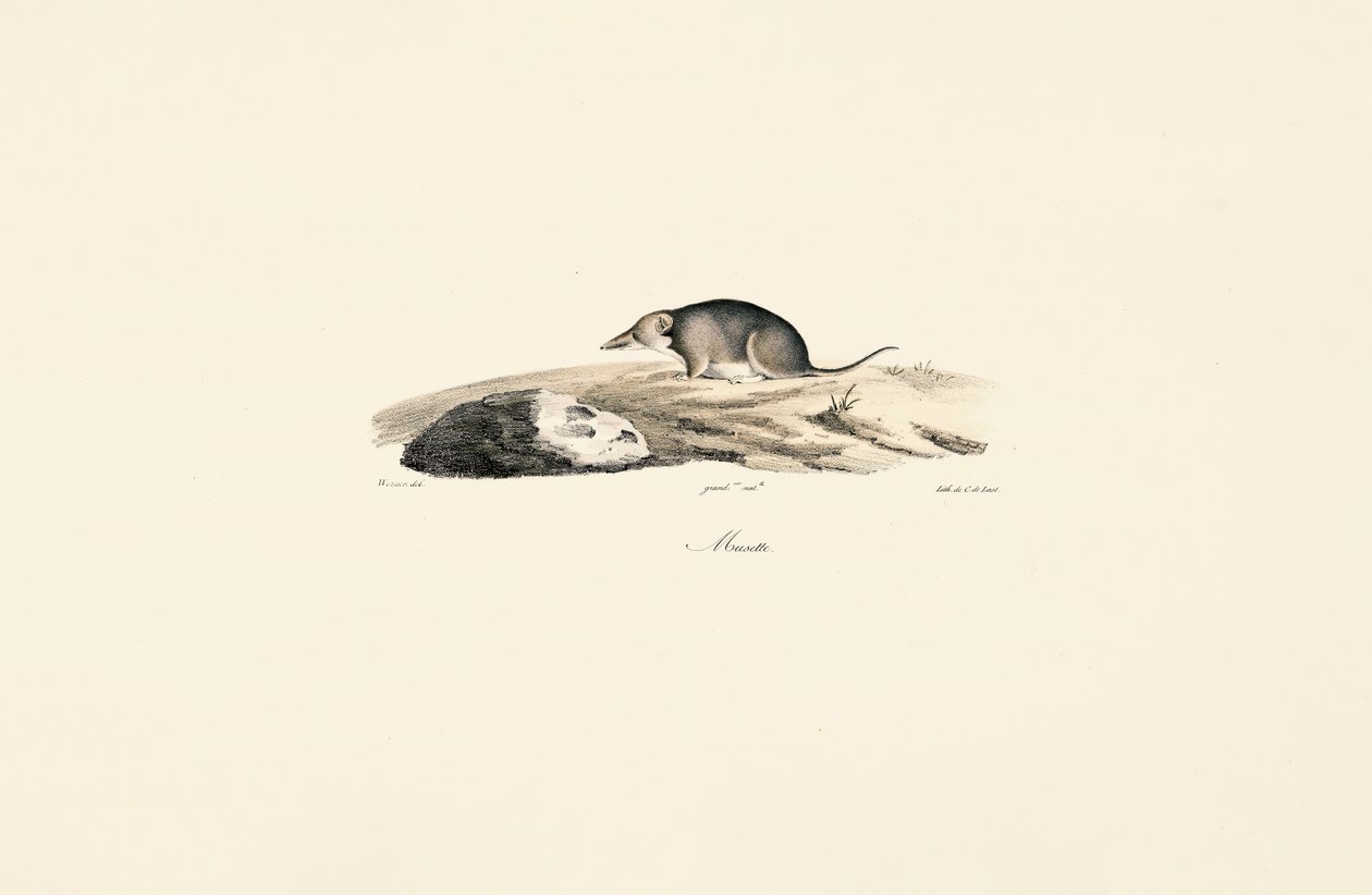 Musaranho comum de Jacques Christophe Werner