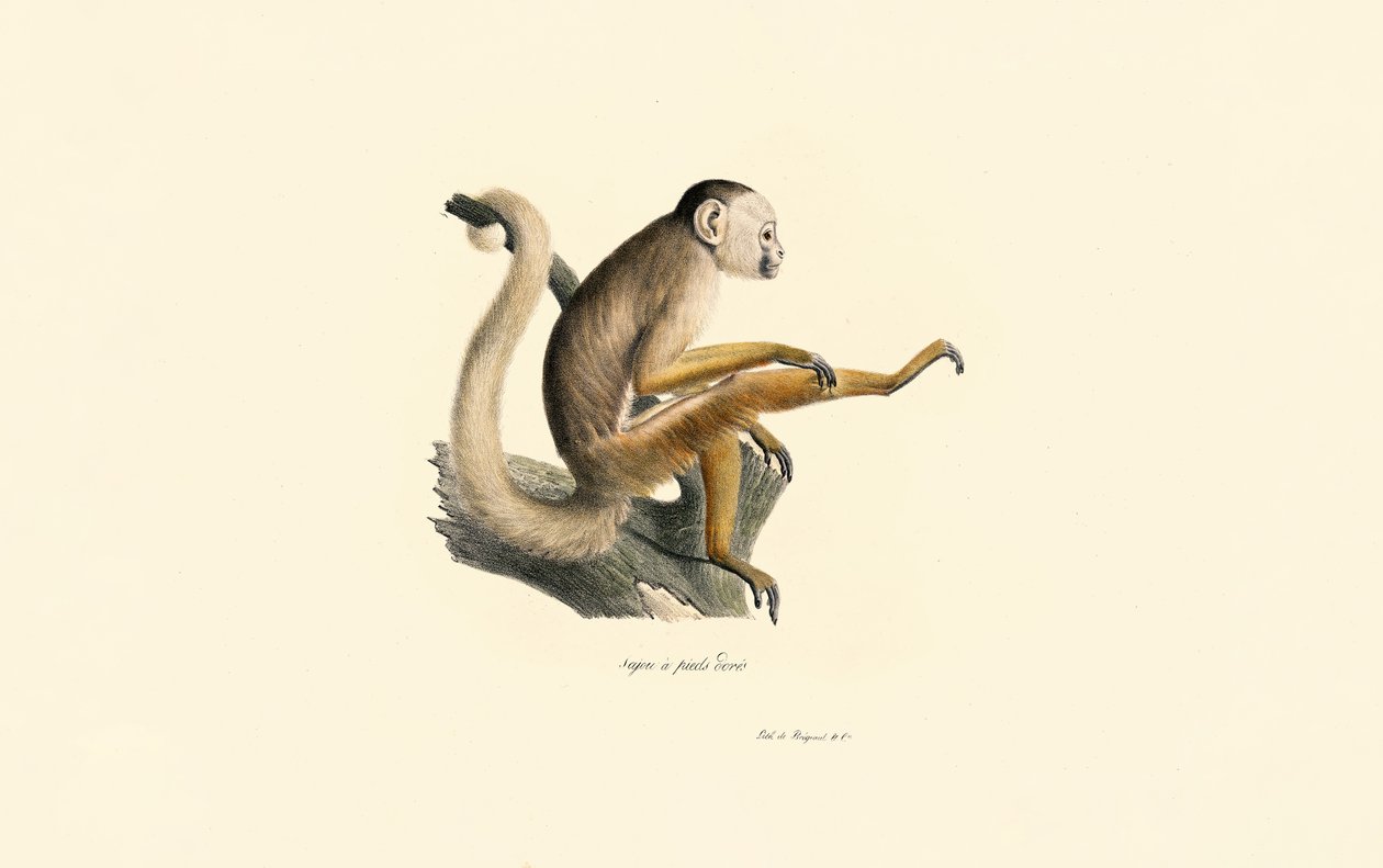 Macaco esquilo comum de Jacques Christophe Werner