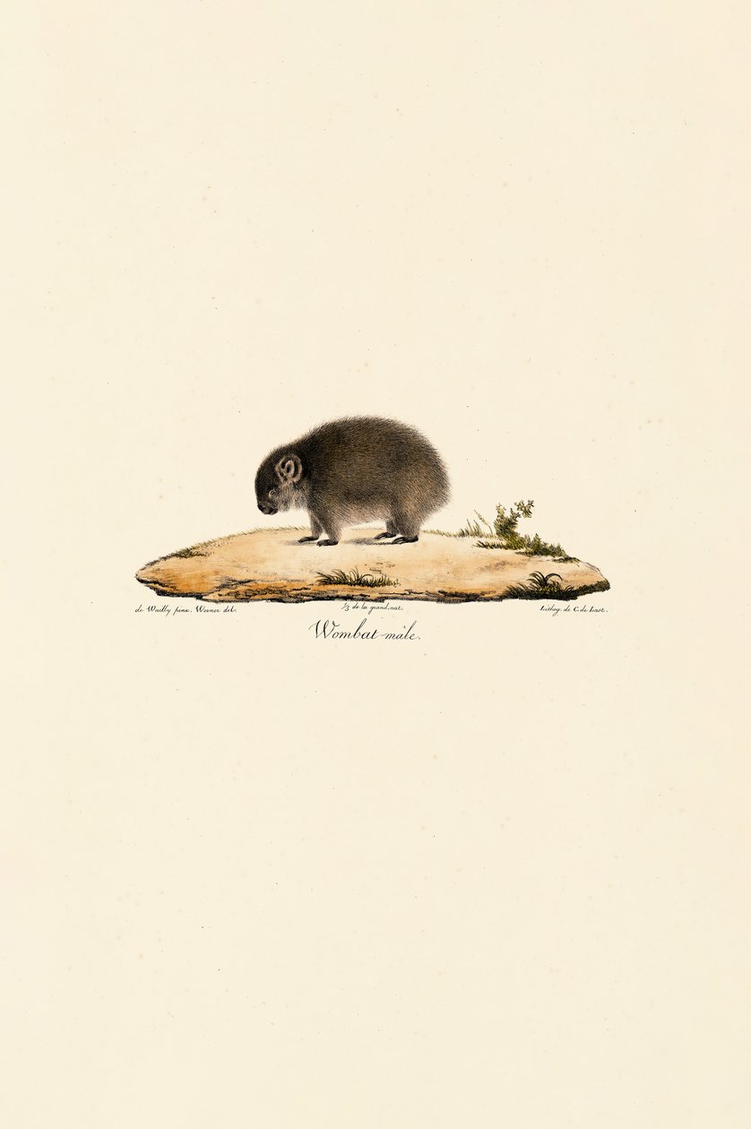 Wombat comum (macho) de Jacques Christophe Werner