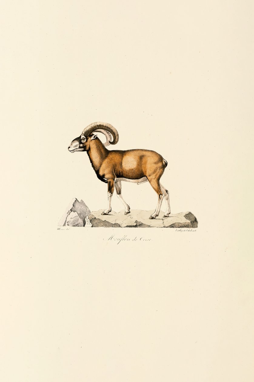 Muflão da Córsega de Jacques Christophe Werner