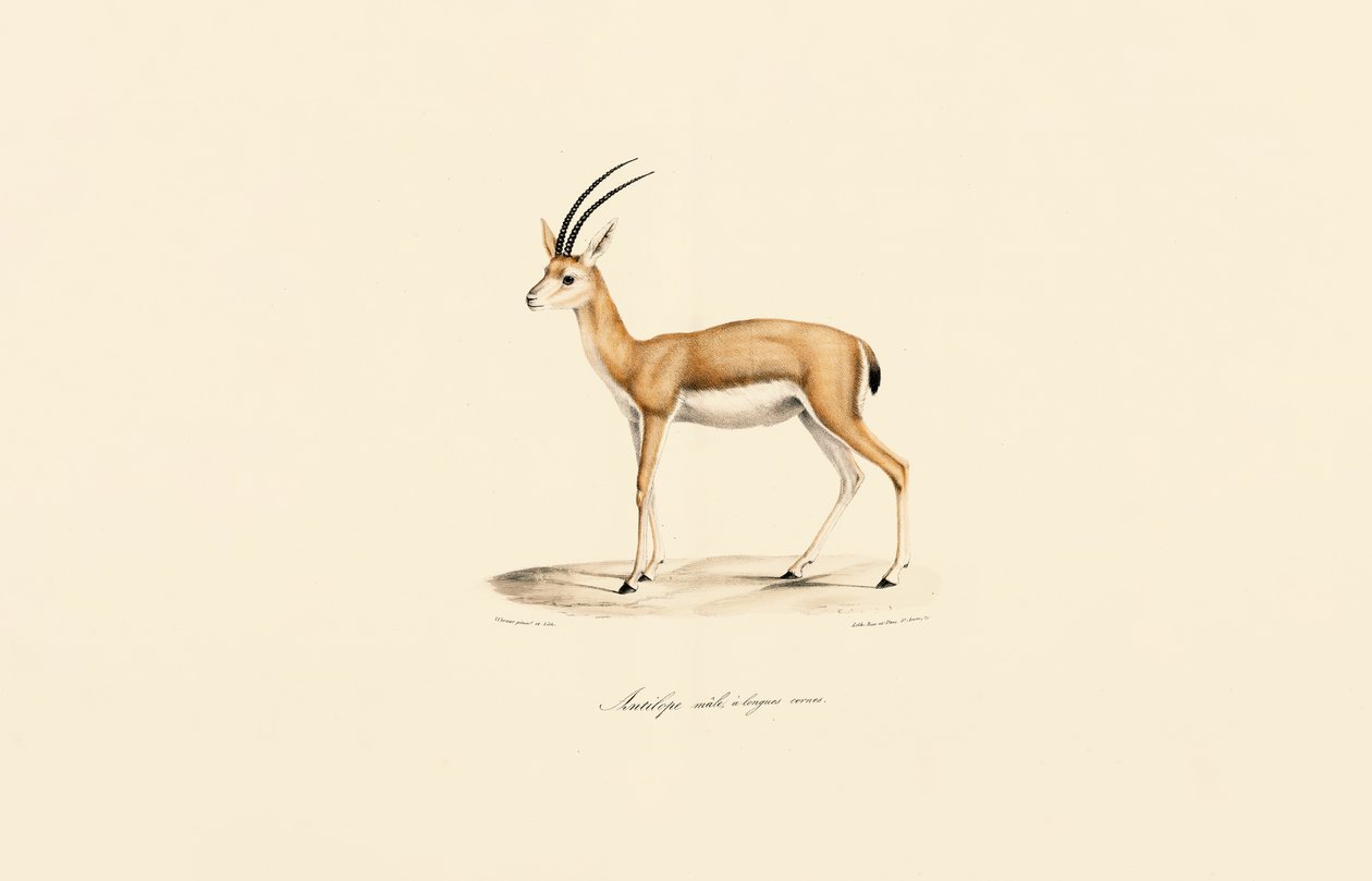 Dorcas Gazelle (Masculino) de Jacques Christophe Werner