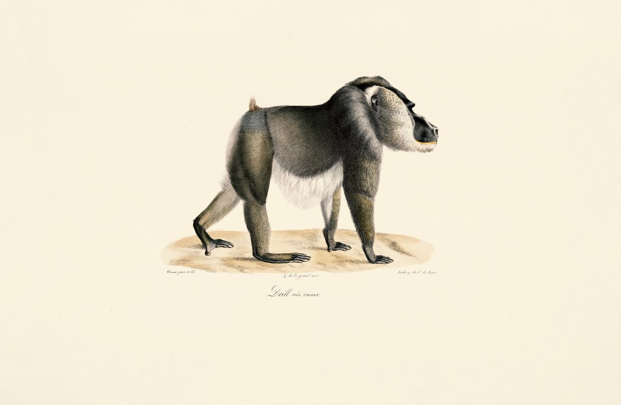 Broca com peito branco de Jacques Christophe Werner