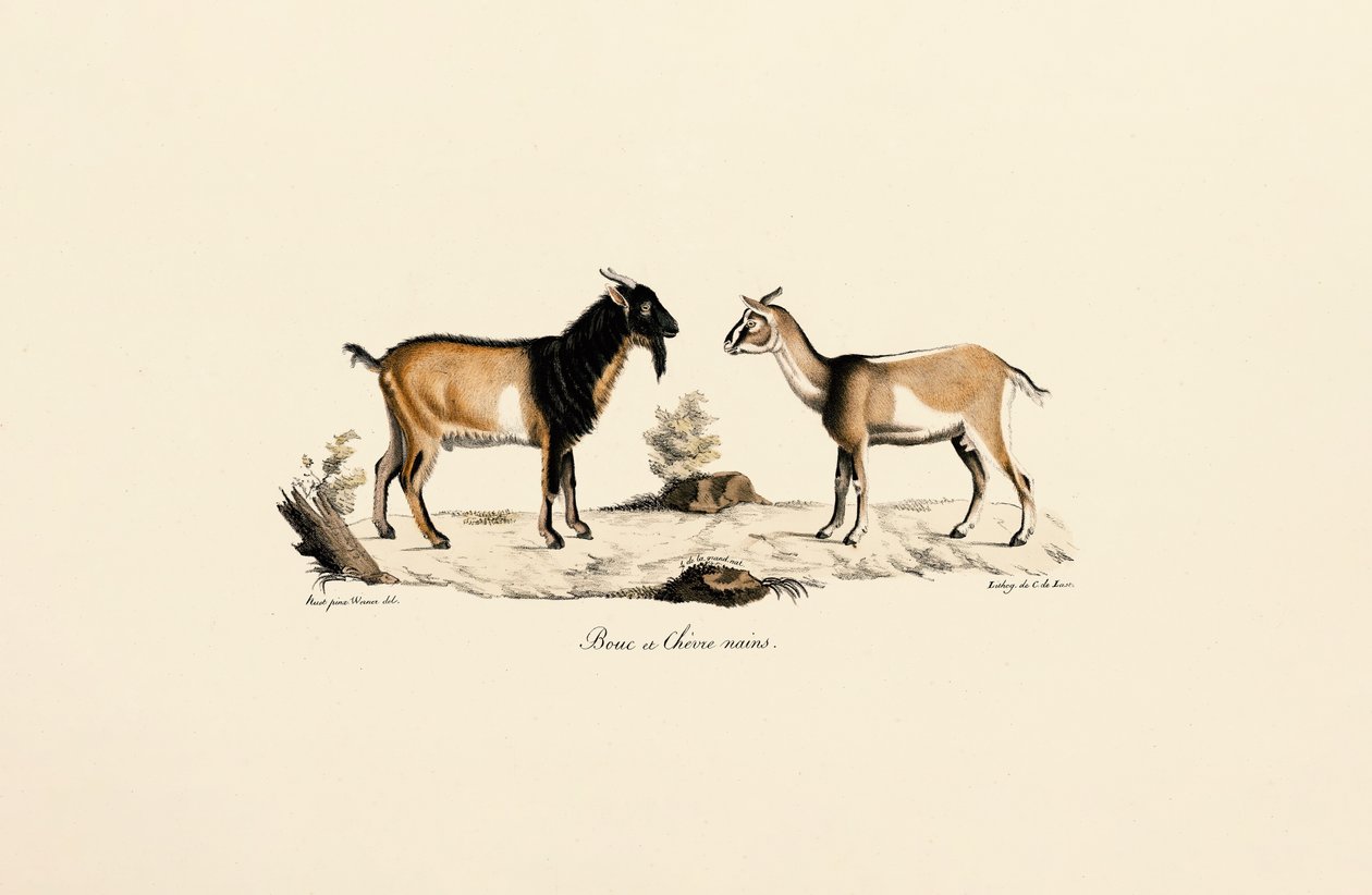 Cabrito anão e cabra anã de Jacques Christophe Werner