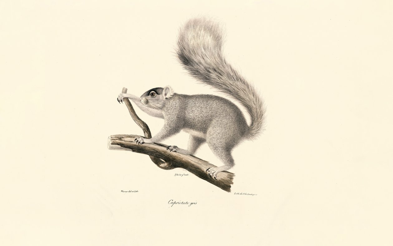 Esquilo cinzento oriental de Jacques Christophe Werner