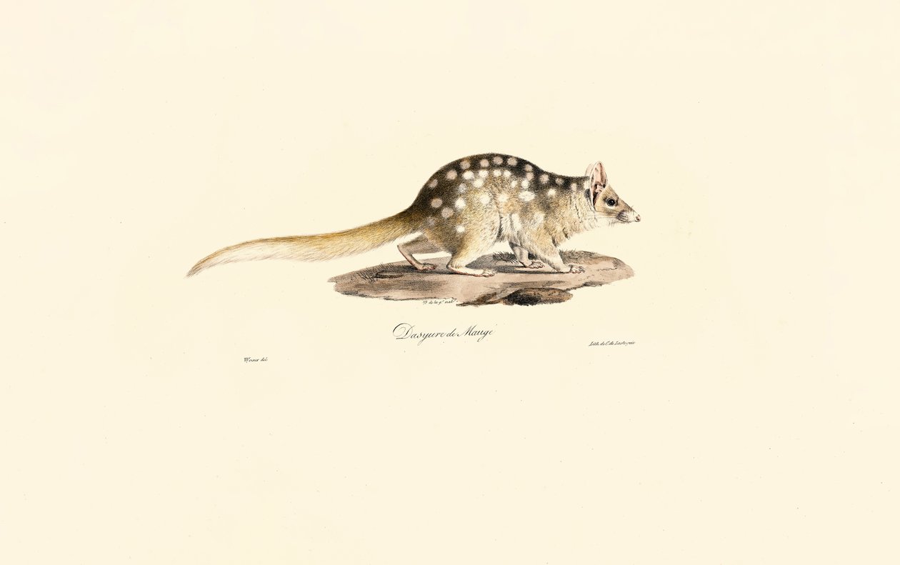 Quoll oriental de Jacques Christophe Werner