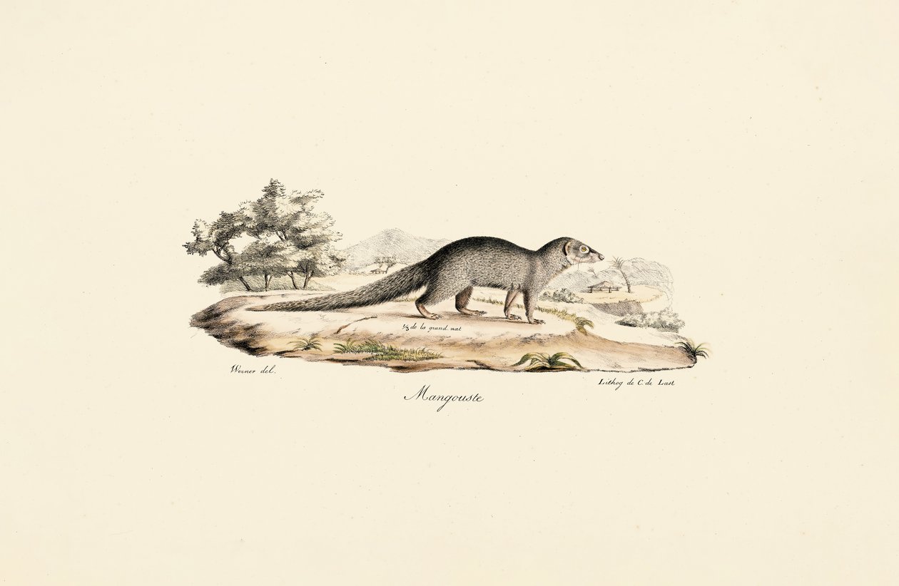 Mangusto egípcio de Jacques Christophe Werner