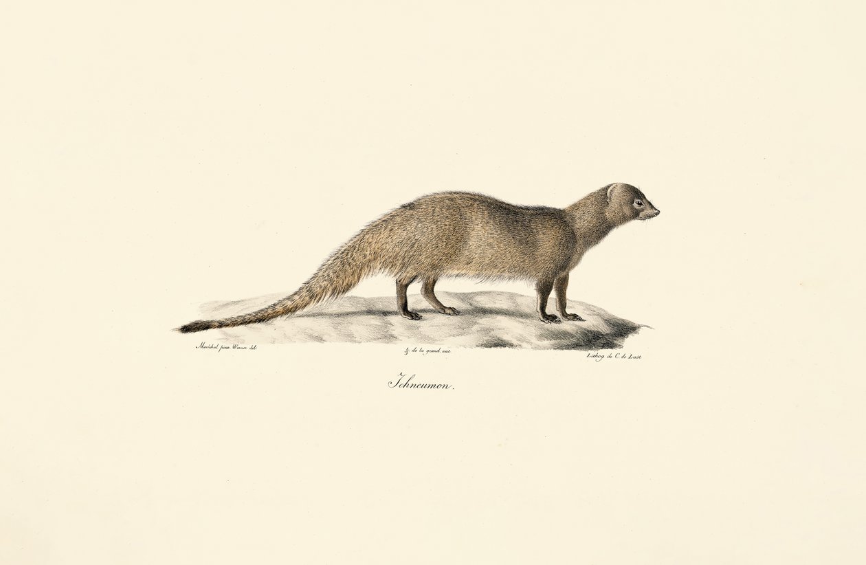 Mangusto egípcio de Jacques Christophe Werner
