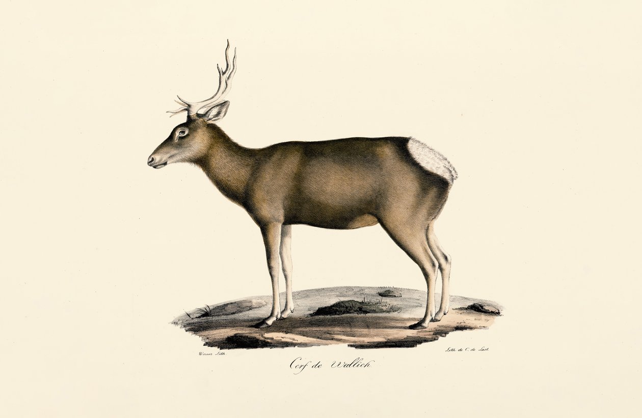 Alce - macho de Jacques Christophe Werner