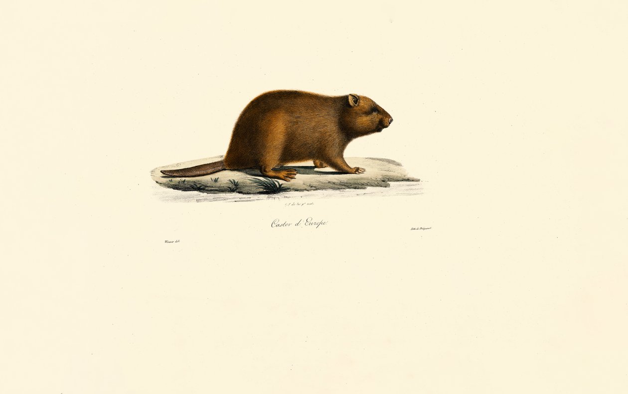 Castor europeu de Jacques Christophe Werner