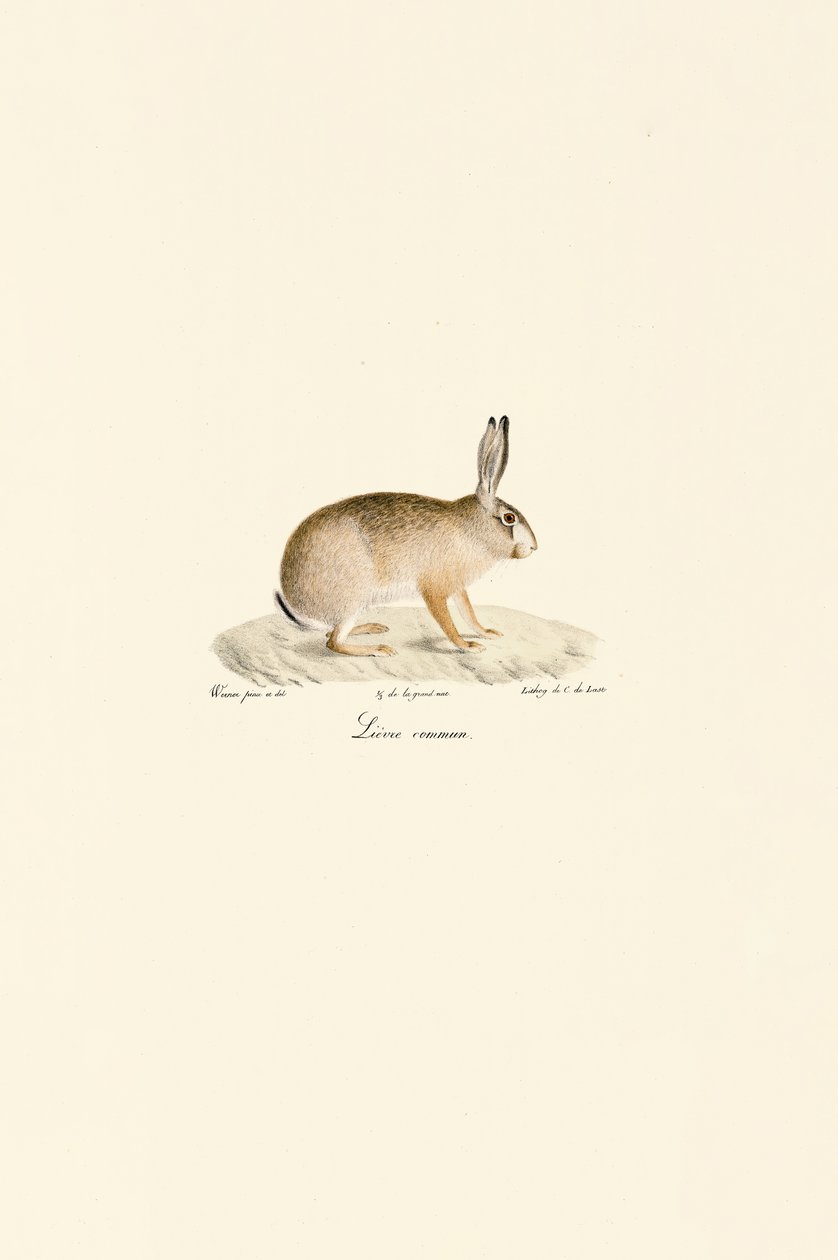 Lebre europeia de Jacques Christophe Werner