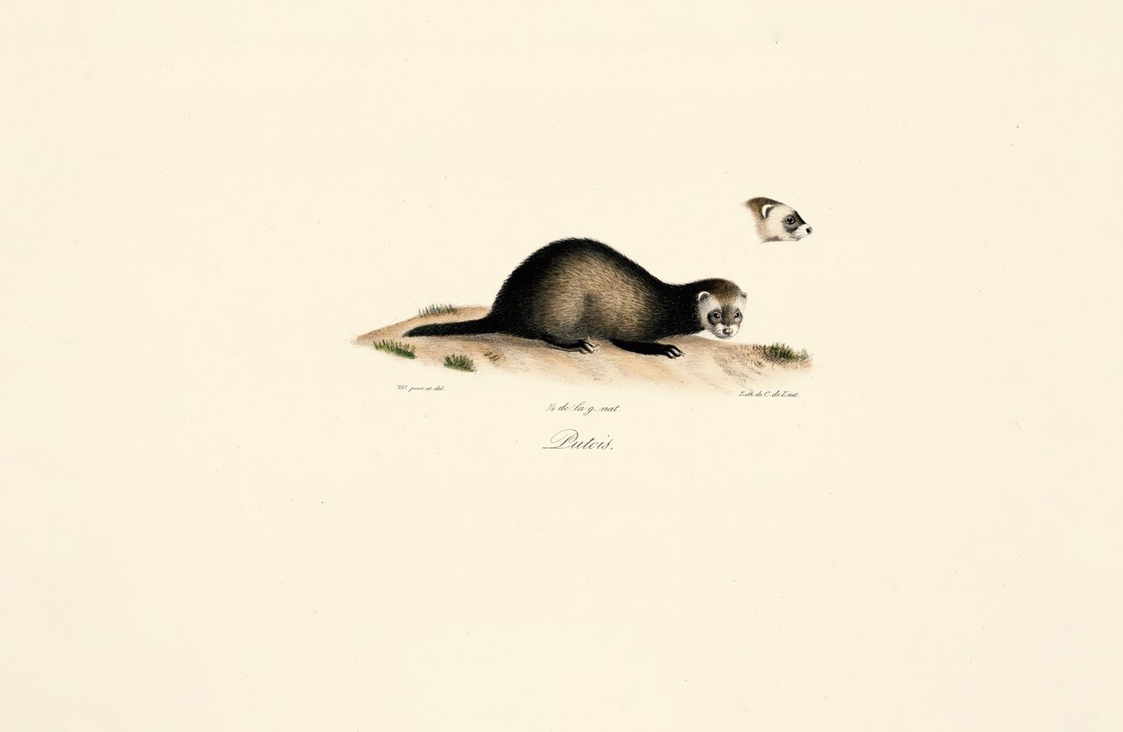 Gato-palheiro europeu de Jacques Christophe Werner