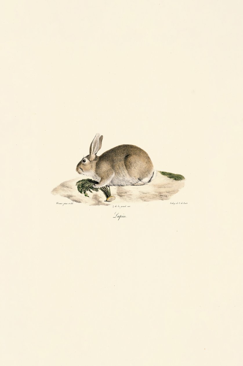 Coelho europeu (Lapin) de Jacques Christophe Werner
