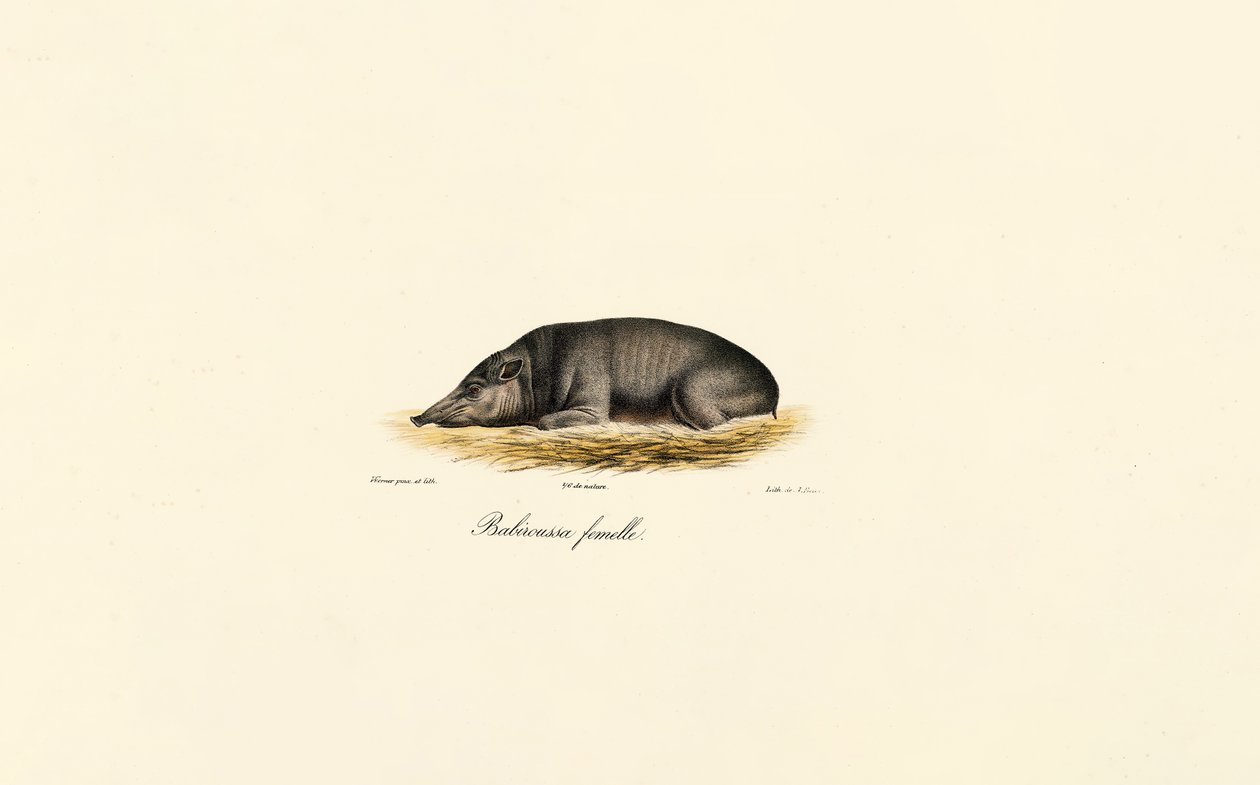 Fêmea Babirusa de Jacques Christophe Werner