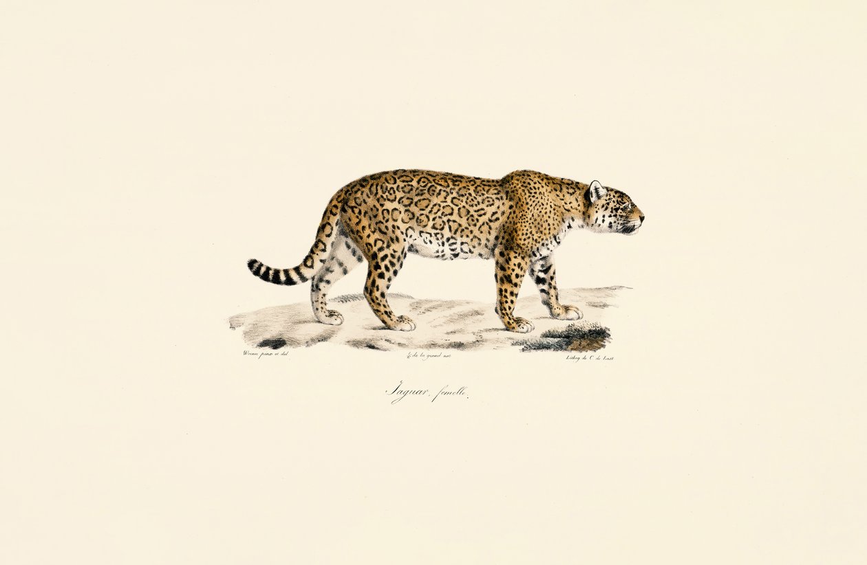 Fêmea de Jaguar de Jacques Christophe Werner
