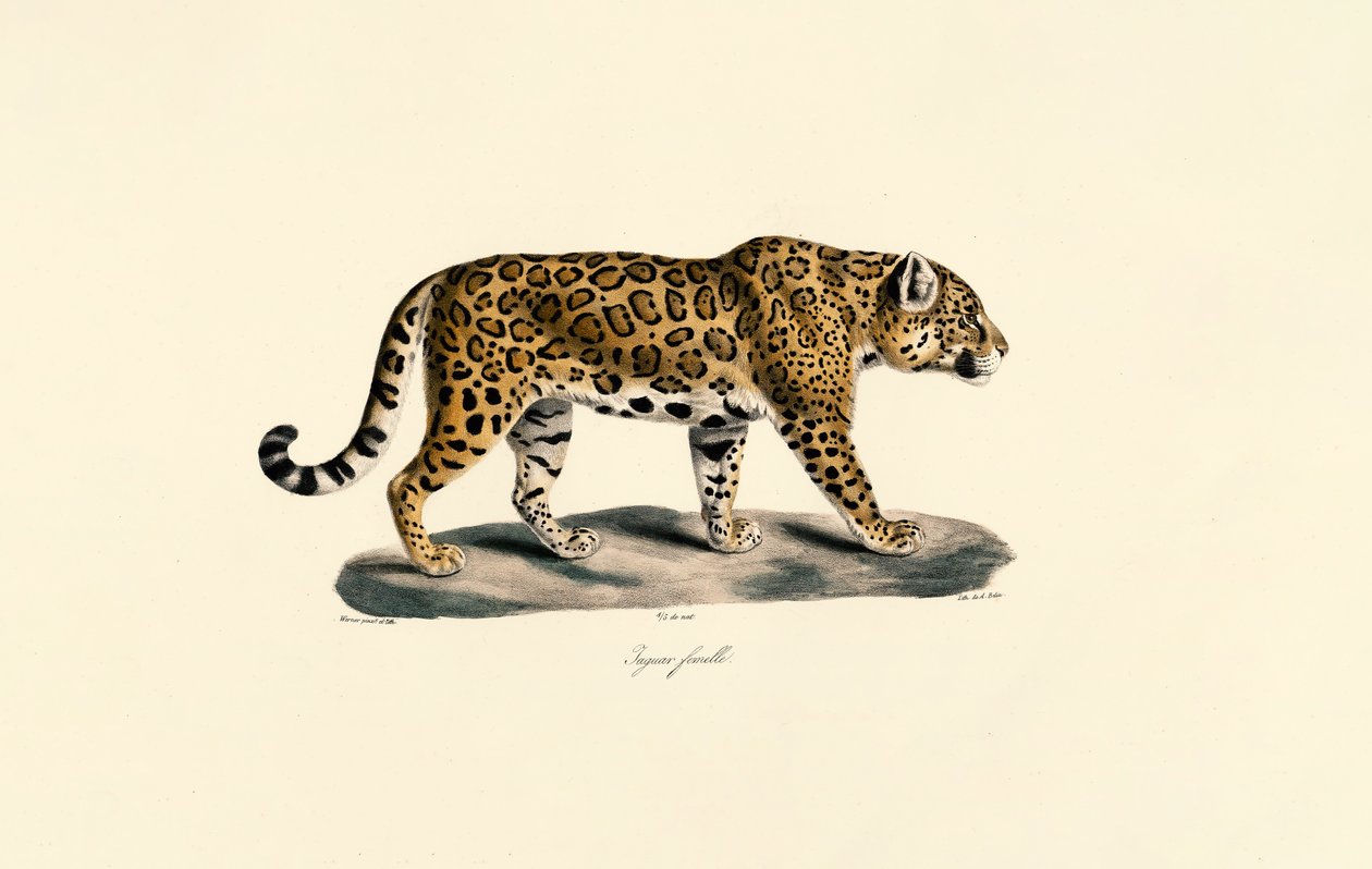 Fêmea de Jaguar de Jacques Christophe Werner