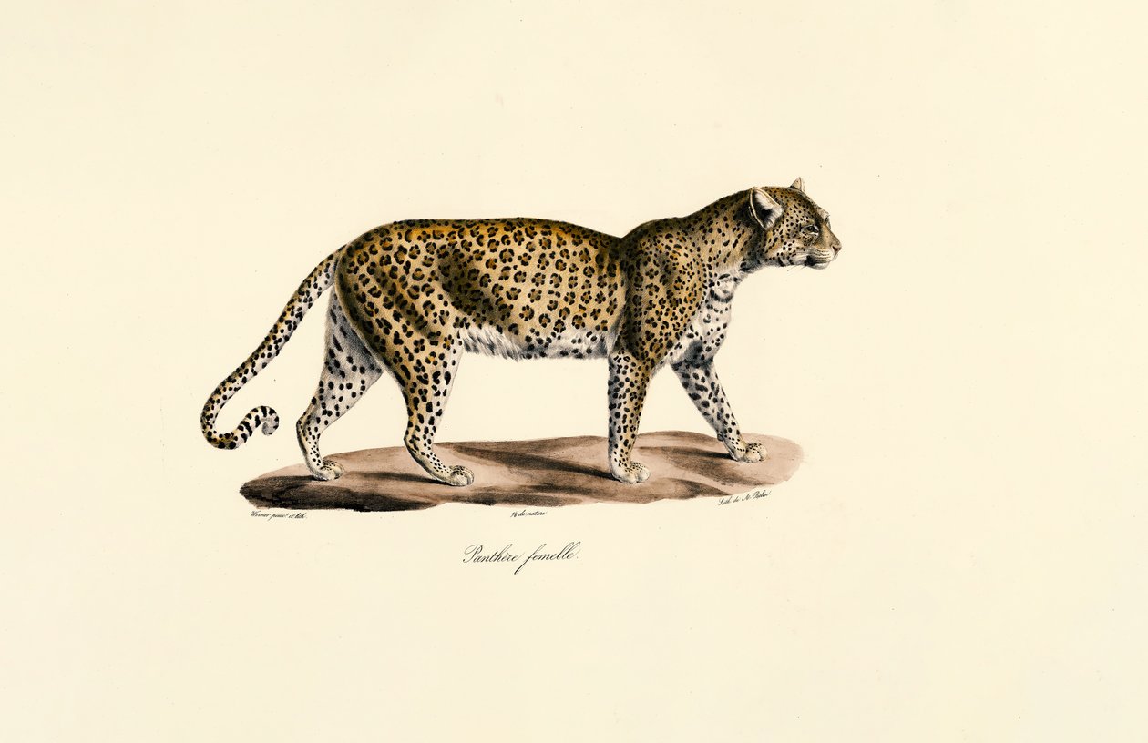 Fêmea de leopardo de Jacques Christophe Werner