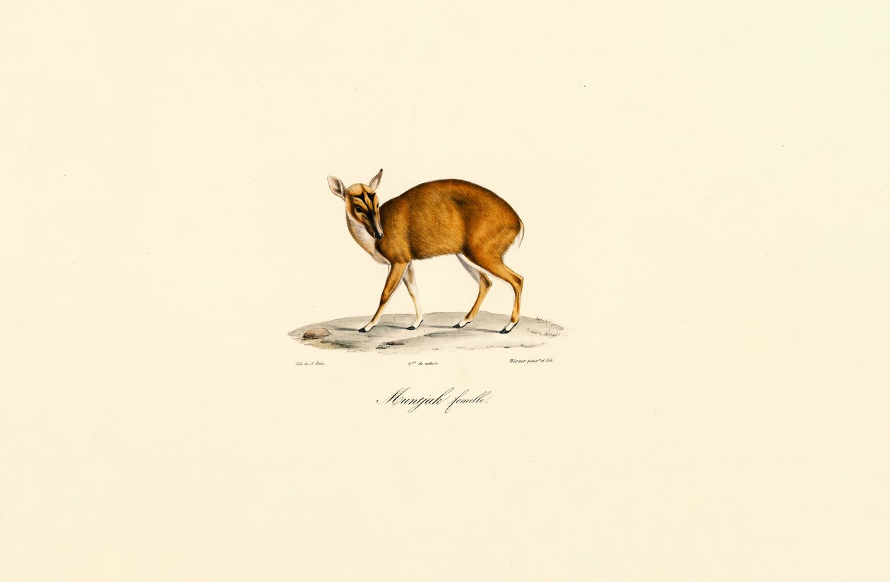 Fêmea Muntjac de Jacques Christophe Werner