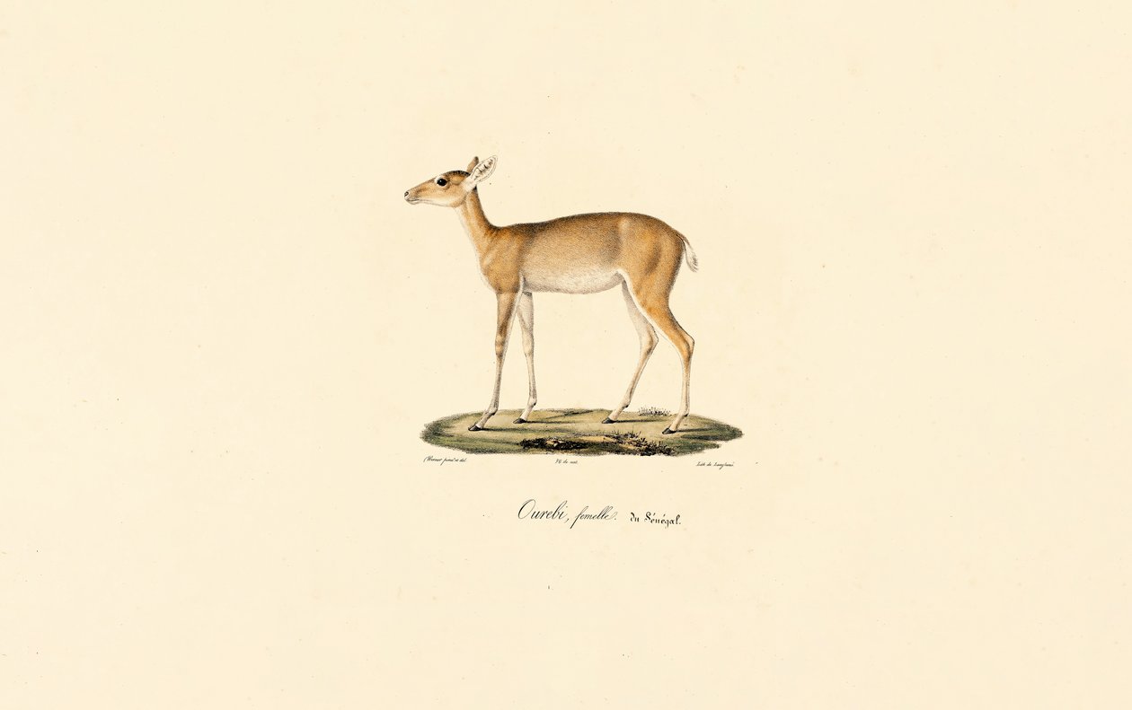 Antílope Oribi fêmea (Ourébi, fêmea senegalesa) de Jacques Christophe Werner