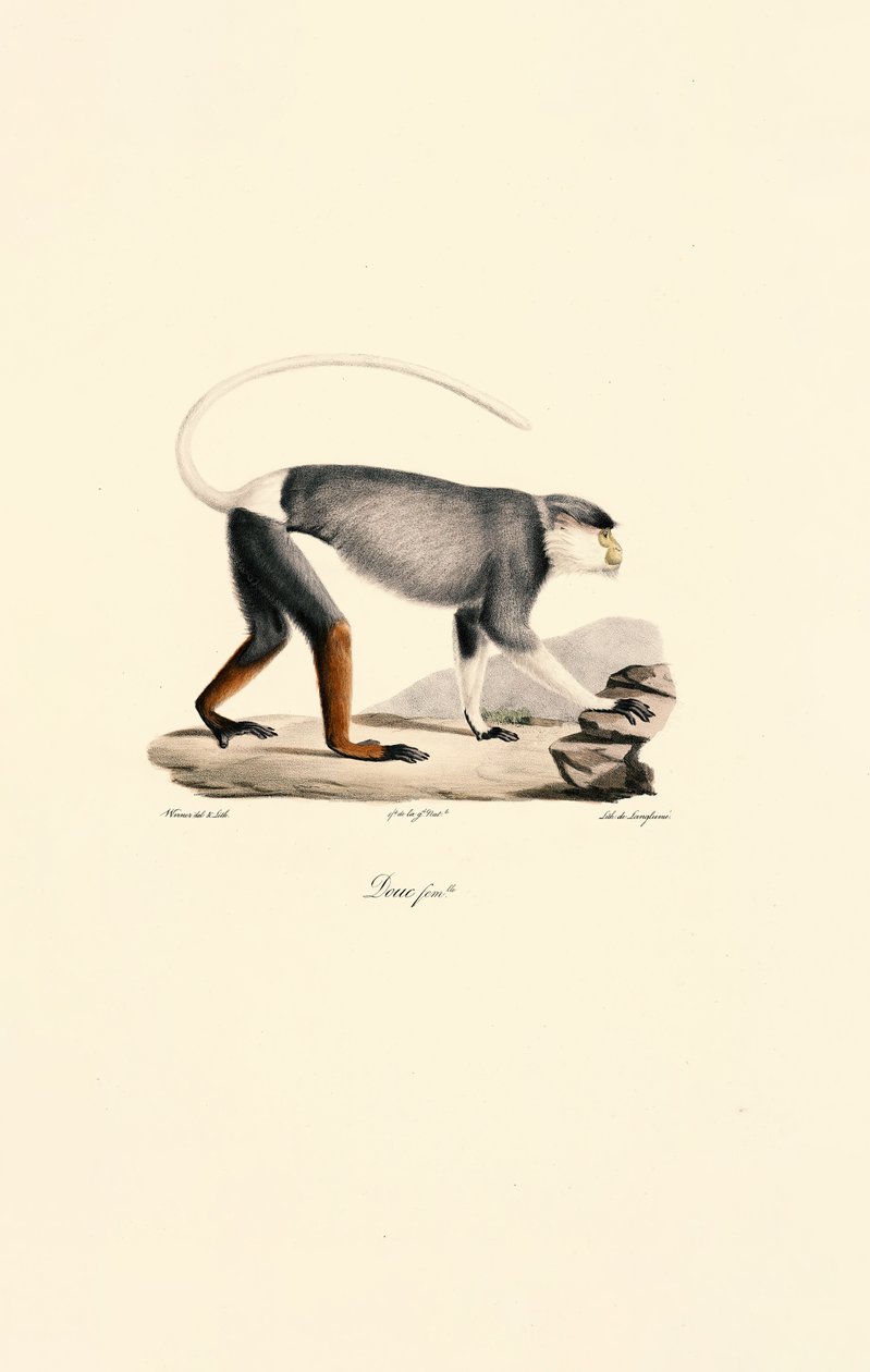 Macaco Patas fêmea de Jacques Christophe Werner